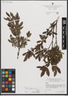 Foto von Salix waldsteiniana Willd.